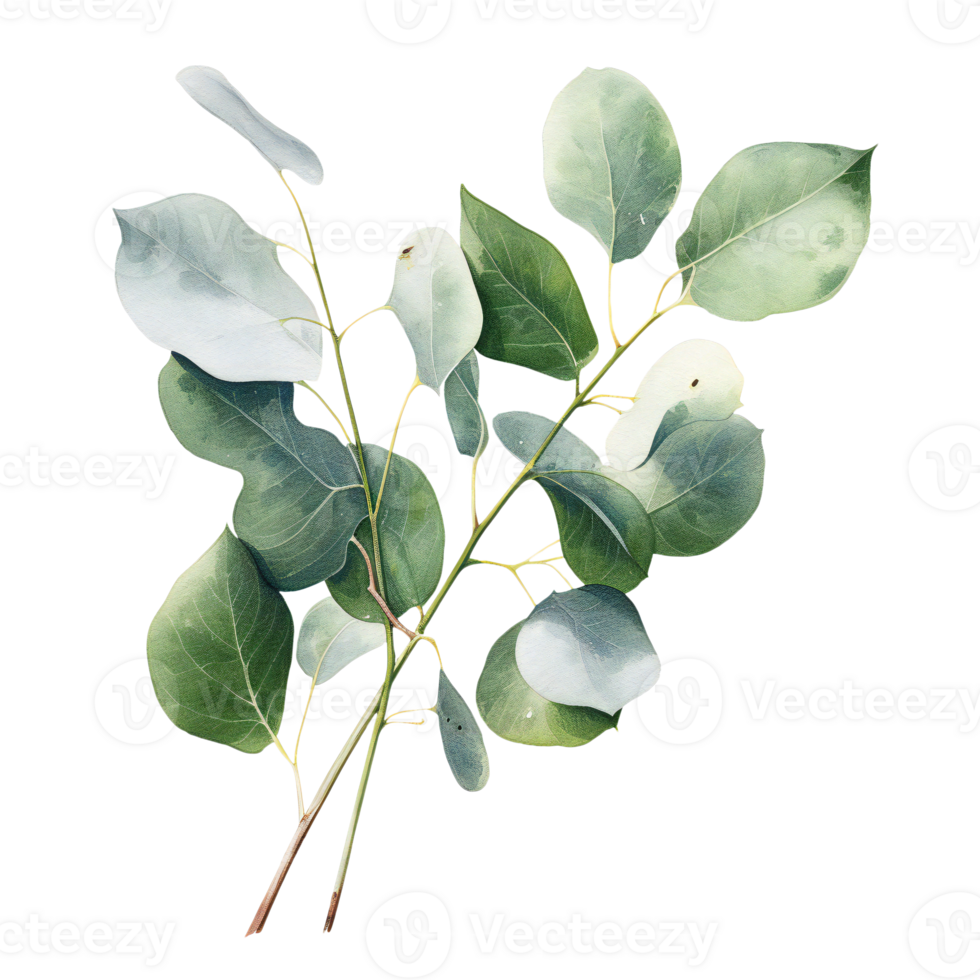 Watercolor illustration of a eucalyptus branch, isolated on transparent png