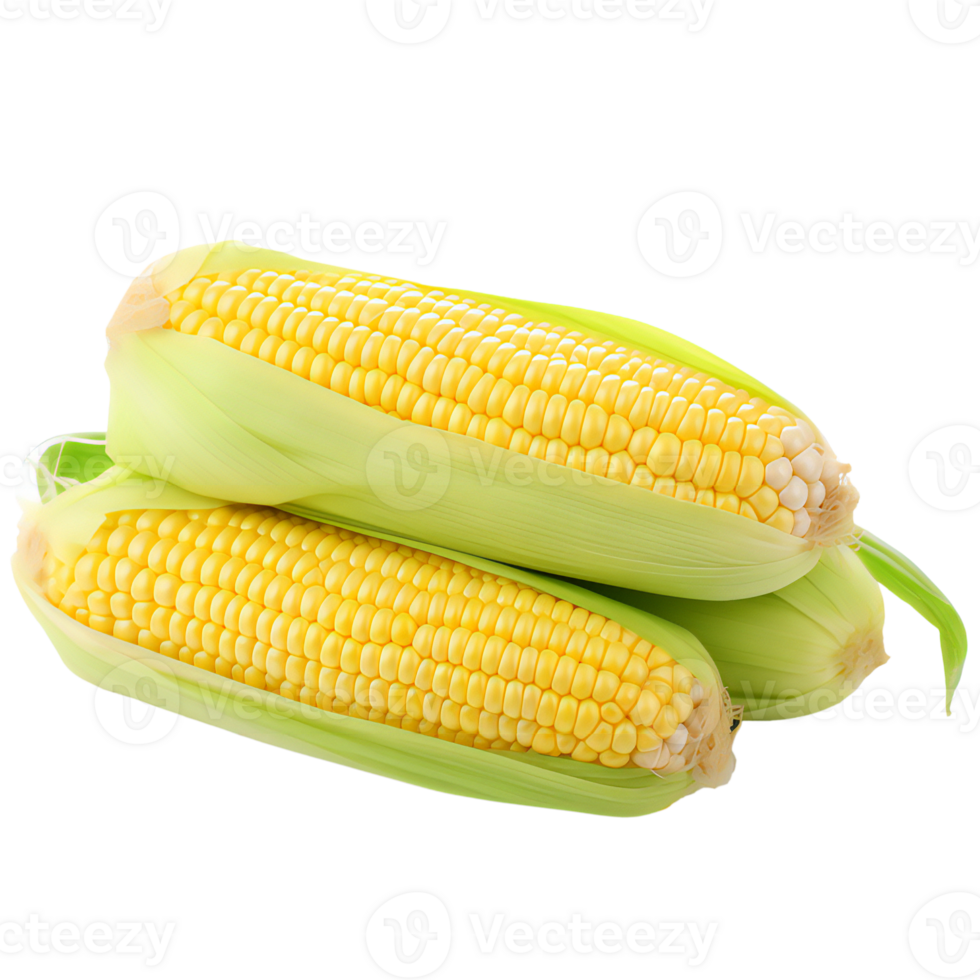 Three ears of sweet corn isolated transparent png