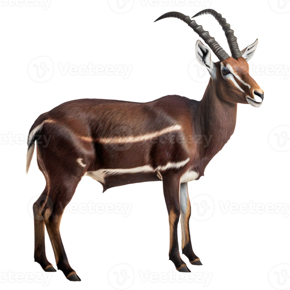 Saola standing in full body isolated. png