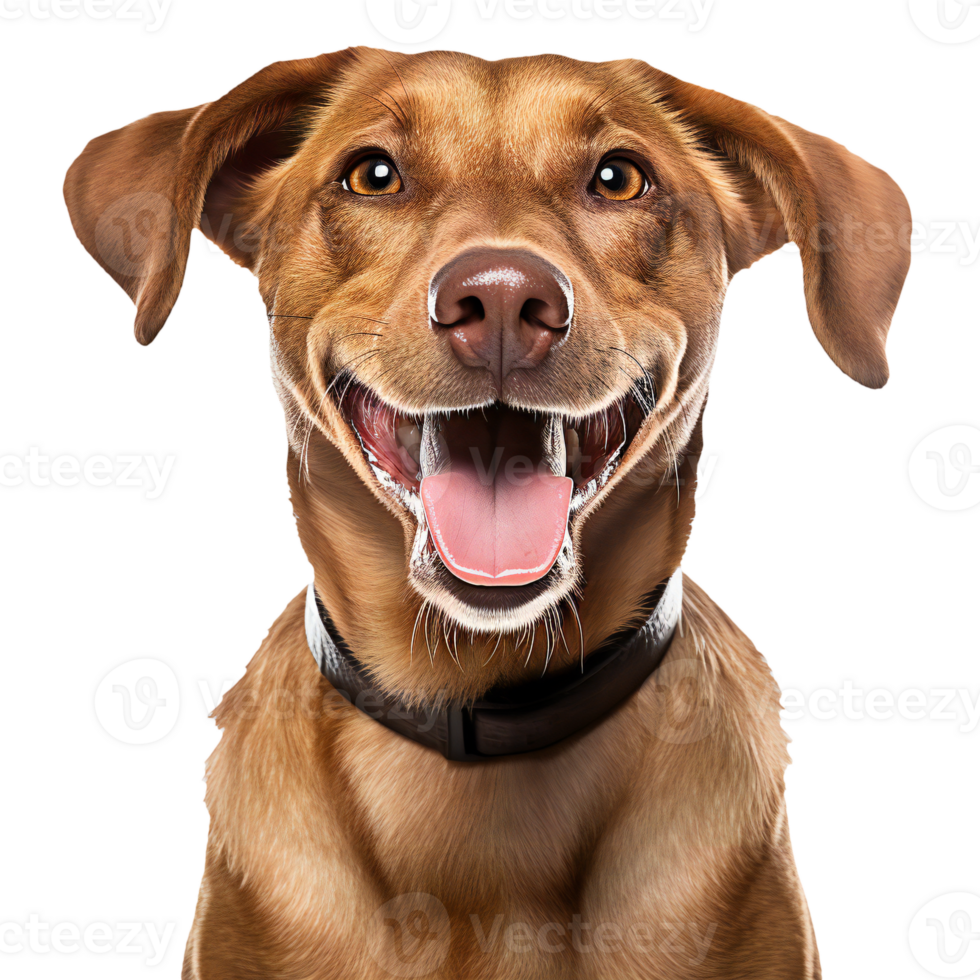 Happy brown smiling dog isolated. cut out png