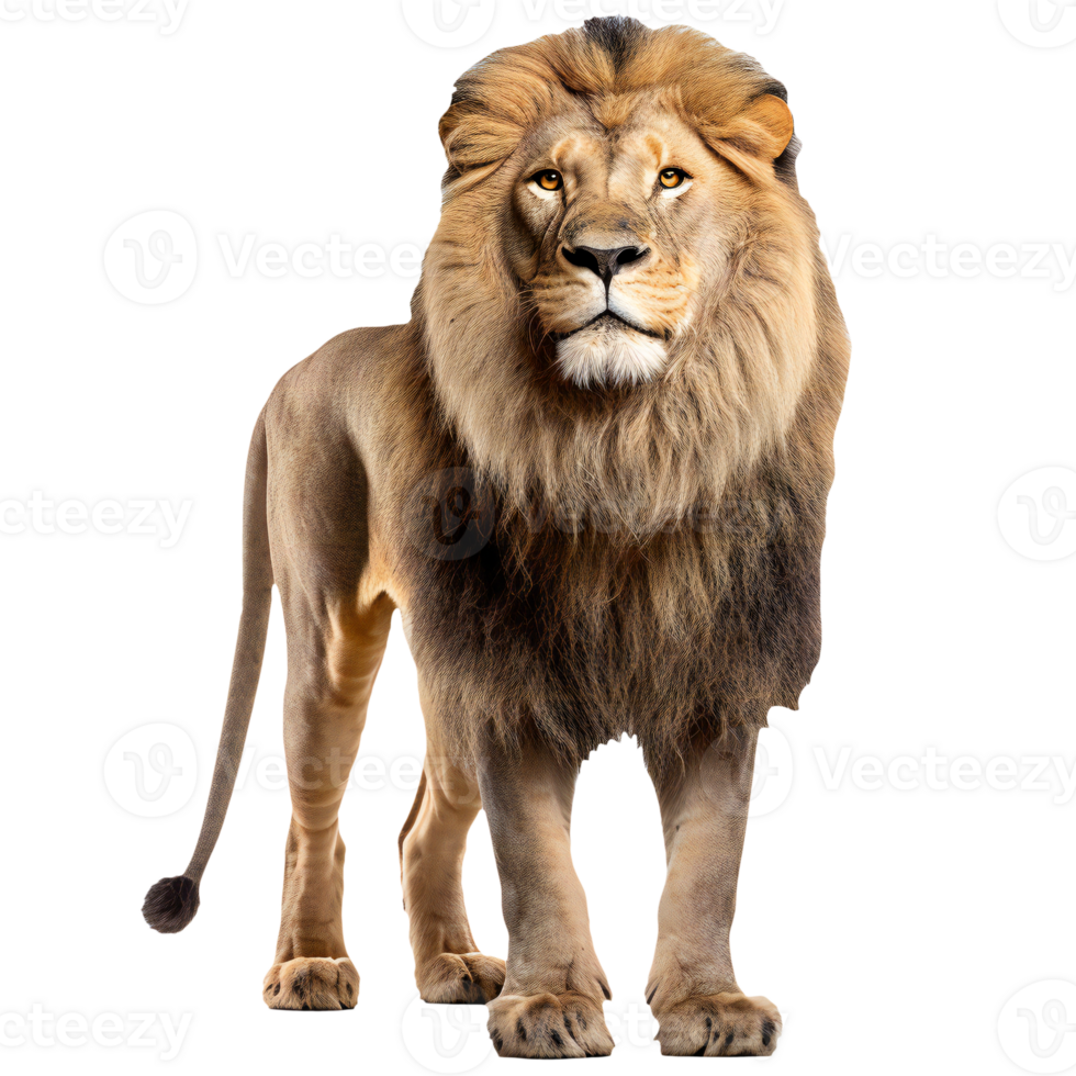 African male lion isolated, cut out png