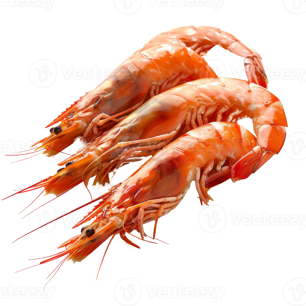 Boiled prawns floating, isolated on transparent png