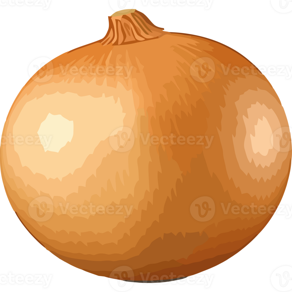 Onion icon isolated png