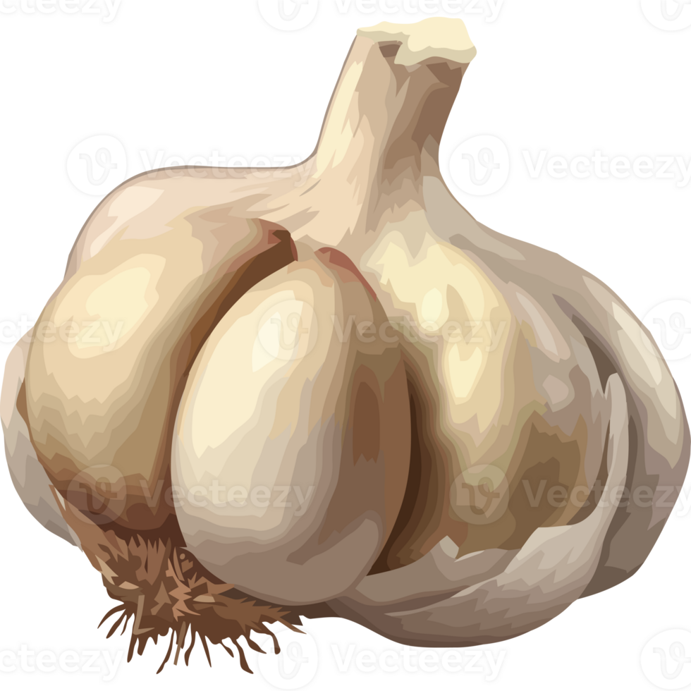 Fresh organic garlic, ripe vegetable icon isolated png