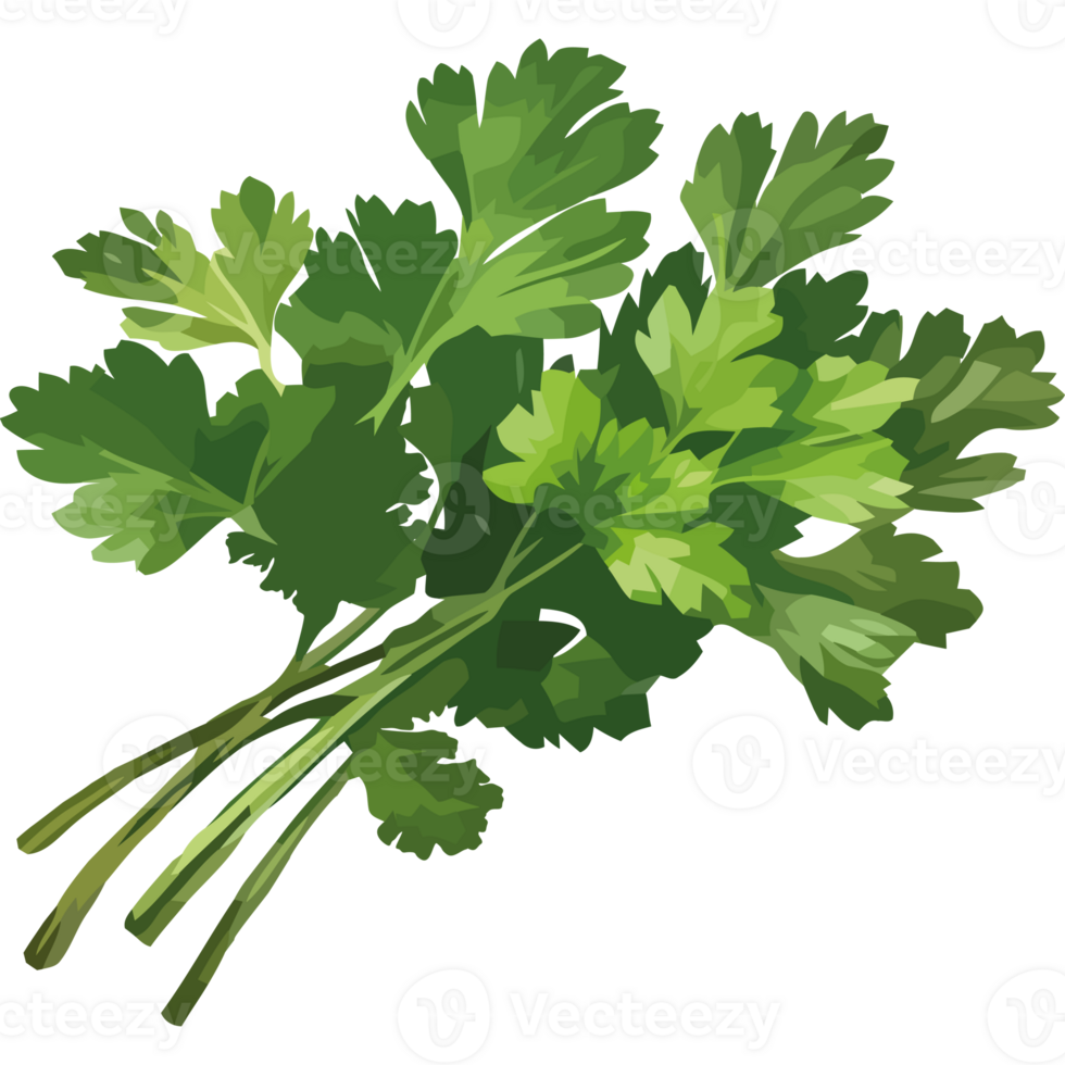 Green bundle of organic parsley for healthy eating icon isolated png