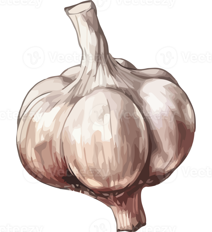 A garlic bulb icon isolated png