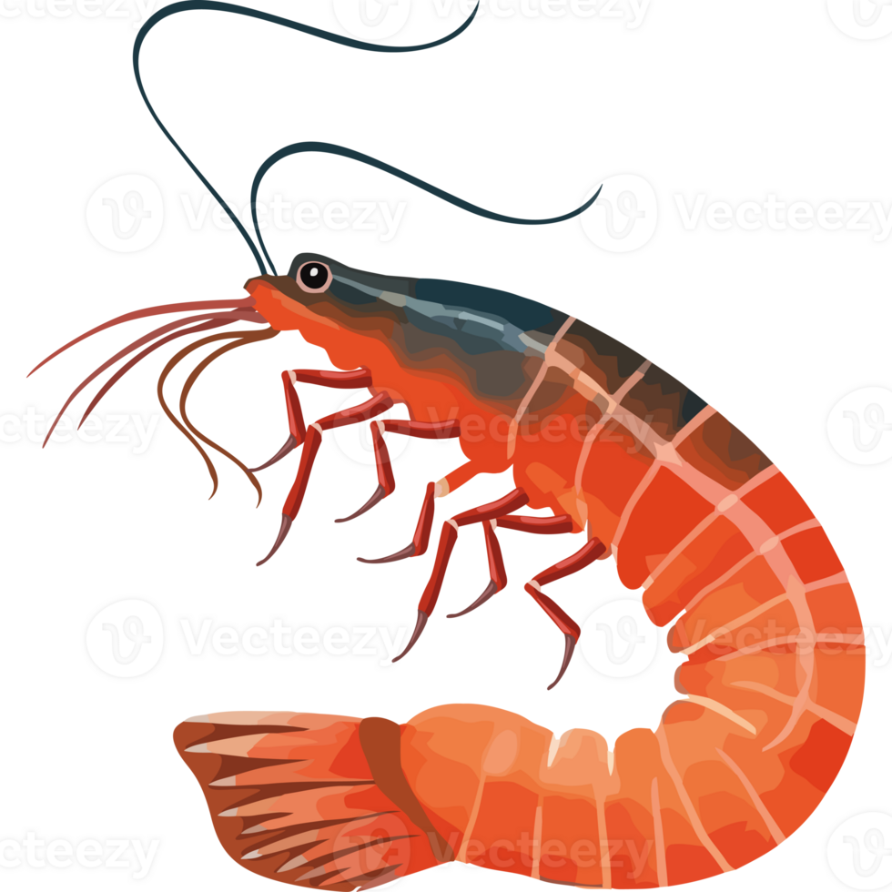 Shrimp icon isolated png