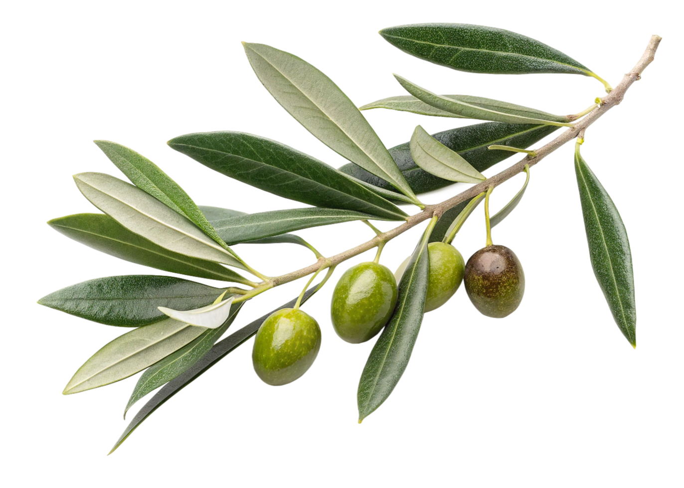 Olive Branch with Ripe Olives, Green Leaves, and Branch png