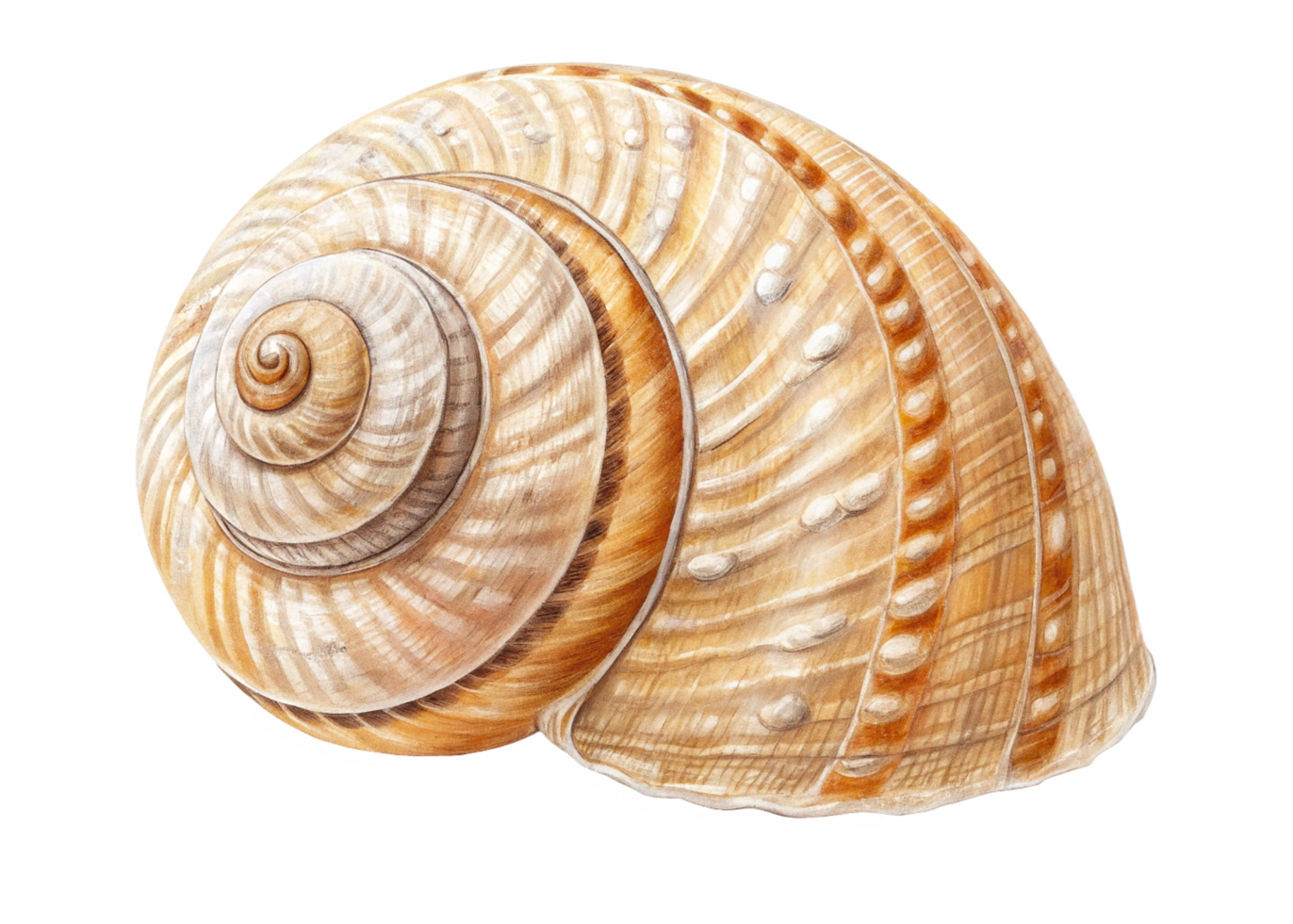 Detailed Illustration of a Land Snail Shell Spiral png
