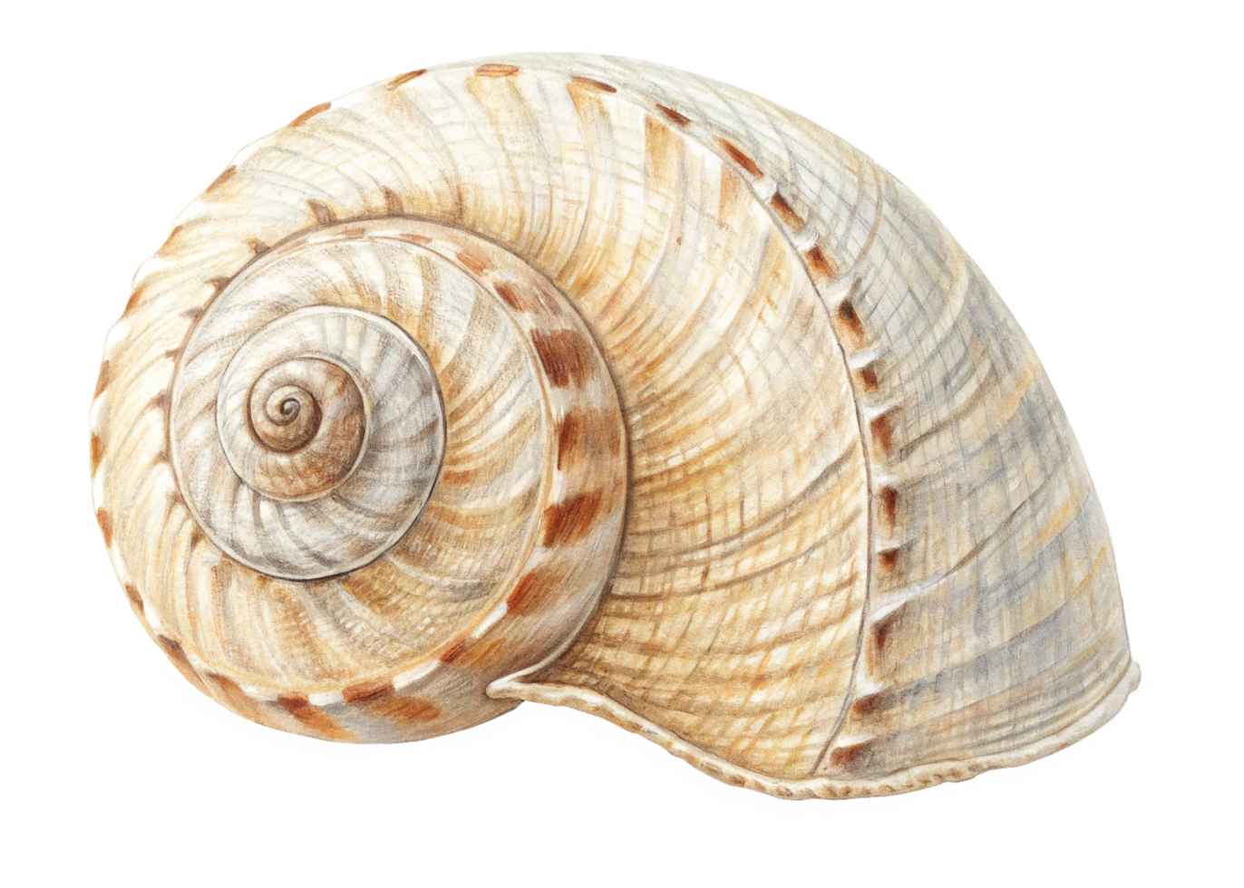 Seashell Spiral Detailed Closeup of a Tan Marine Gastropod png