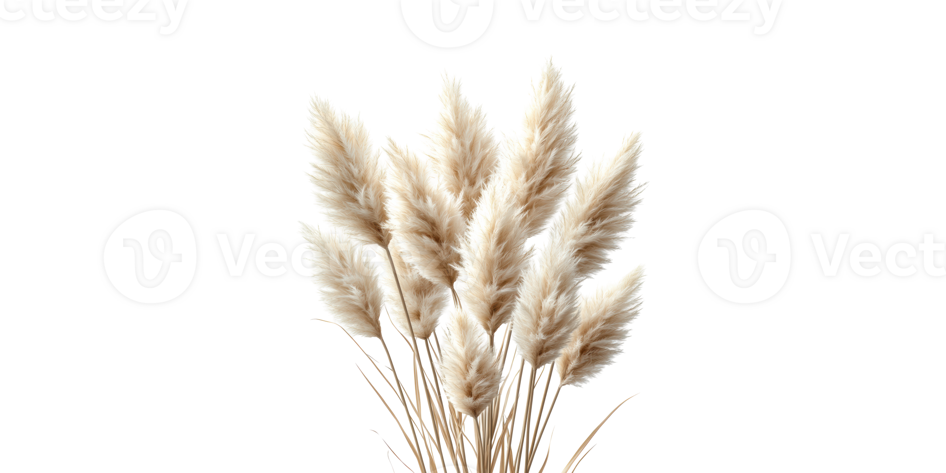 Pampas grass stalks in neutral tones isolated on transparent background png