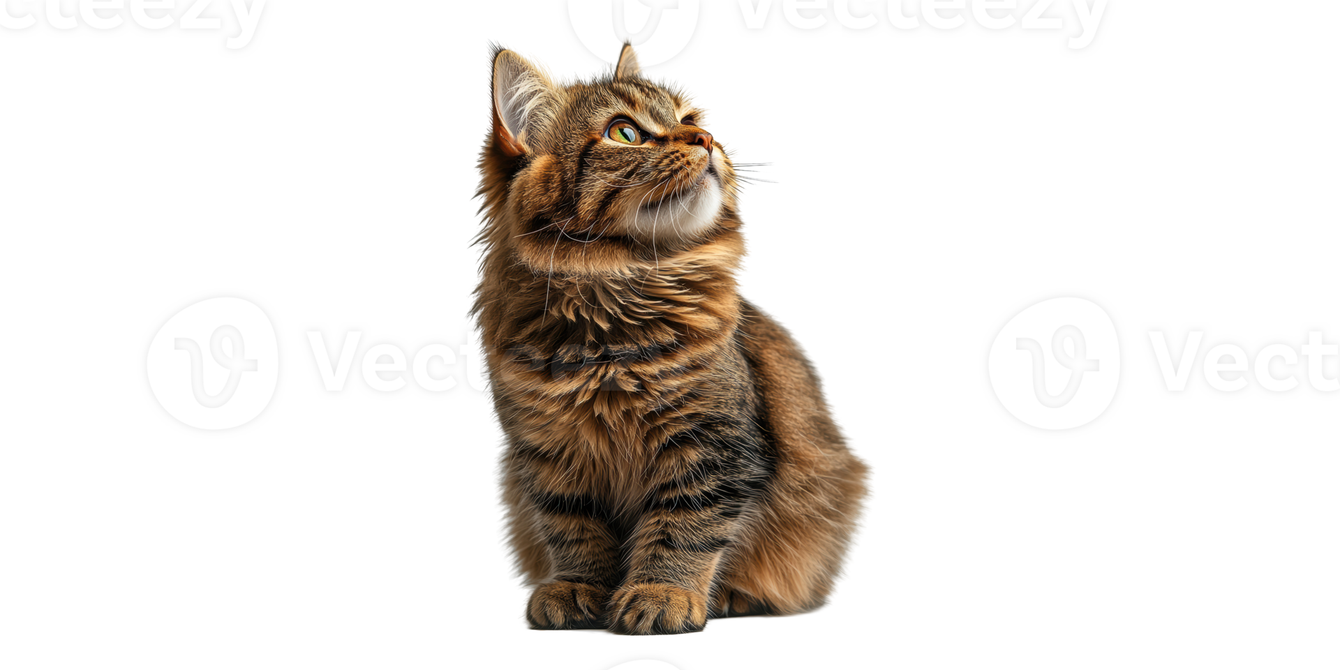 Fluffy brown cat sitting and looking up isolated on transparent background png