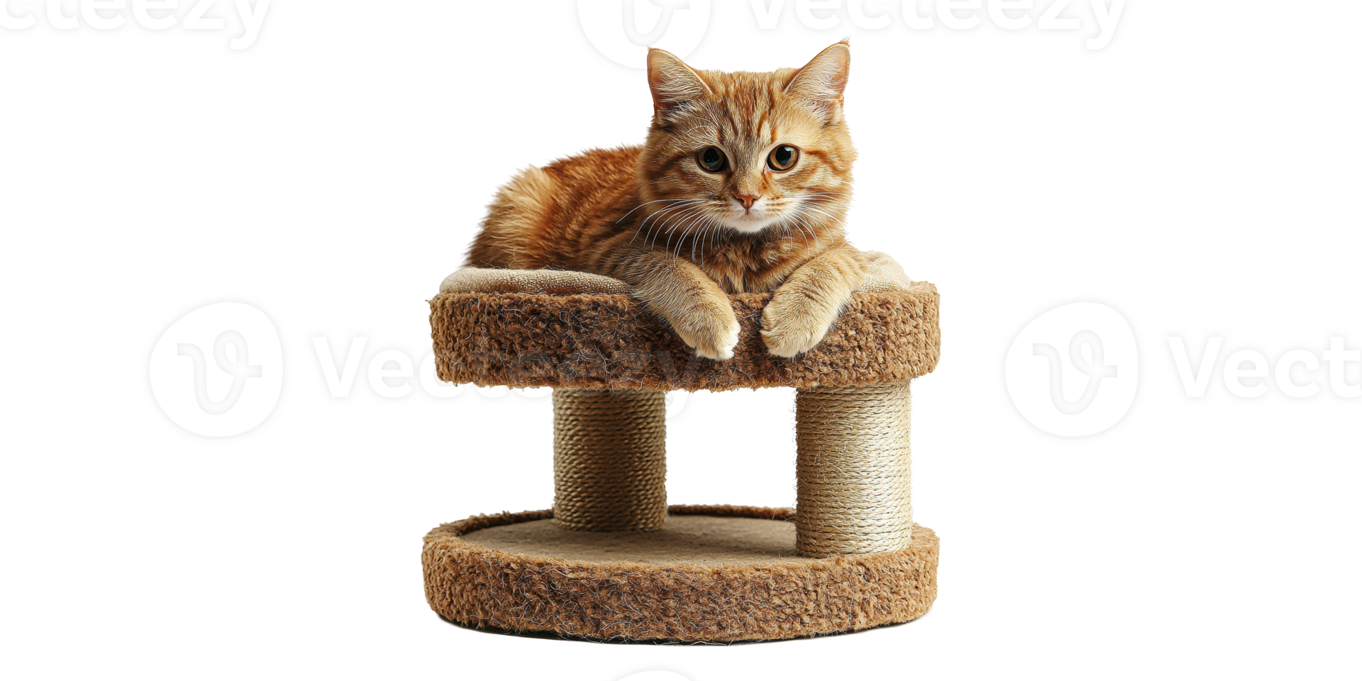 Orange tabby cat resting on cat tree isolated on transparent background png