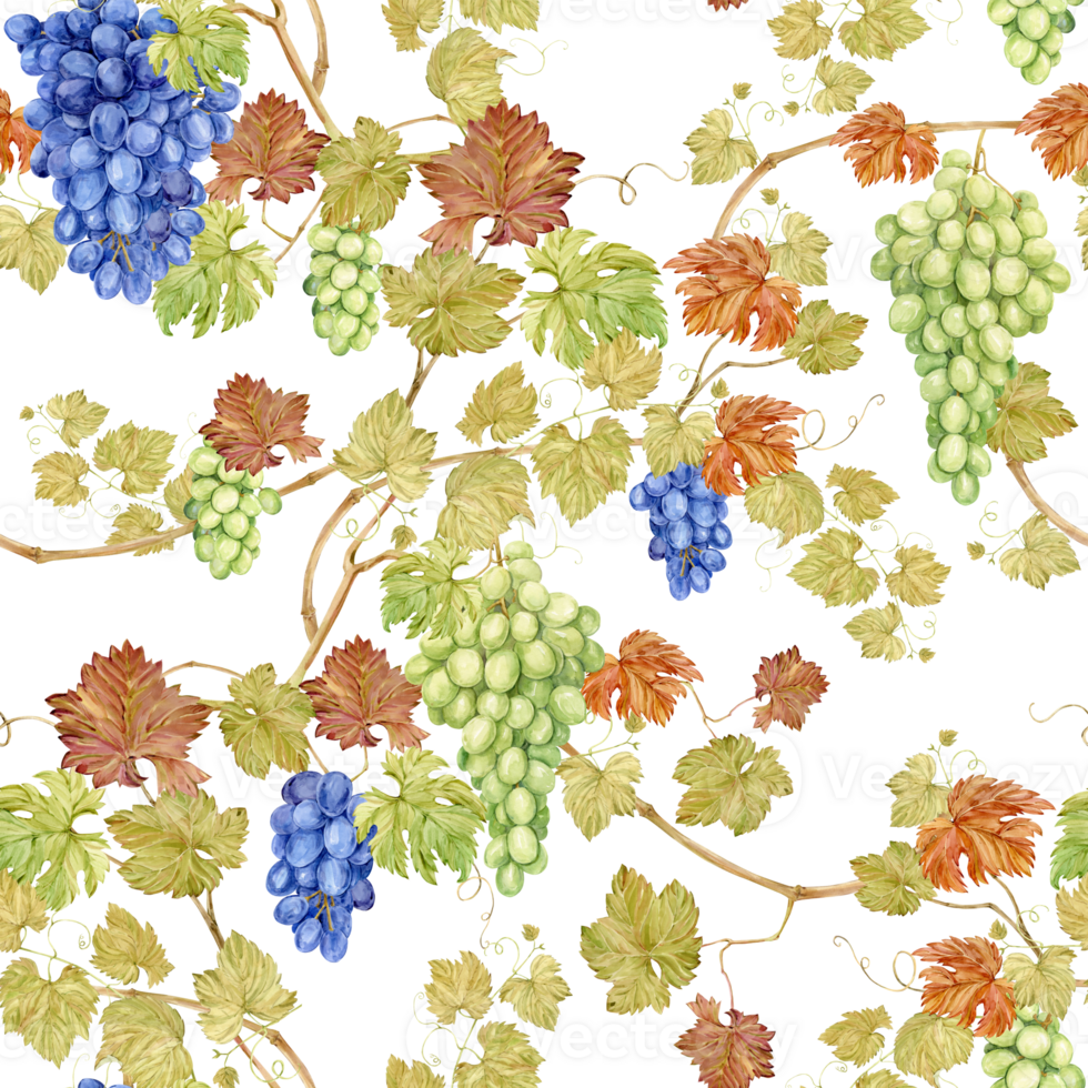 Seamless background with grapevine. Watercolor blue and green autumn grape berries and leaves. Illustrations for wine label design, grape juice, restaurant menu and for grape festival decoration. png