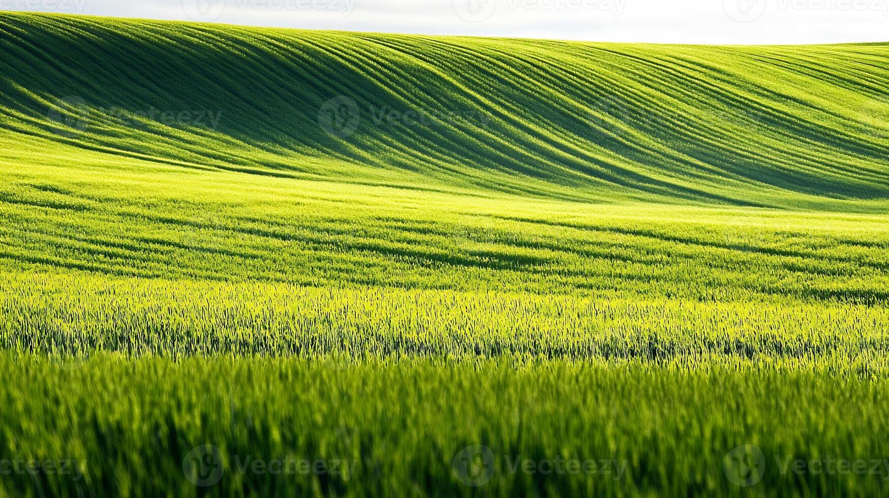 Serene green field with waves of grass illuminated by sunlight in open landscape photo