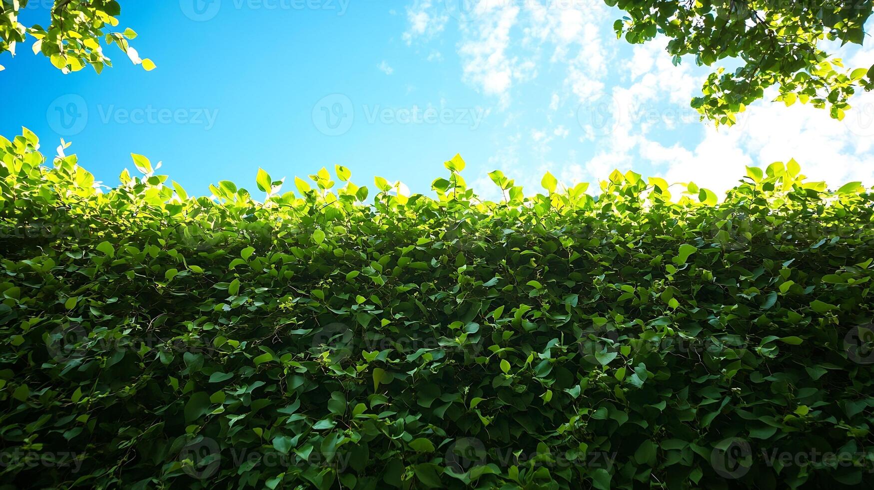 Lush Green Ivy Leaves Against a Bright Blue Sky Perfect Summer Outdoor Scene photo