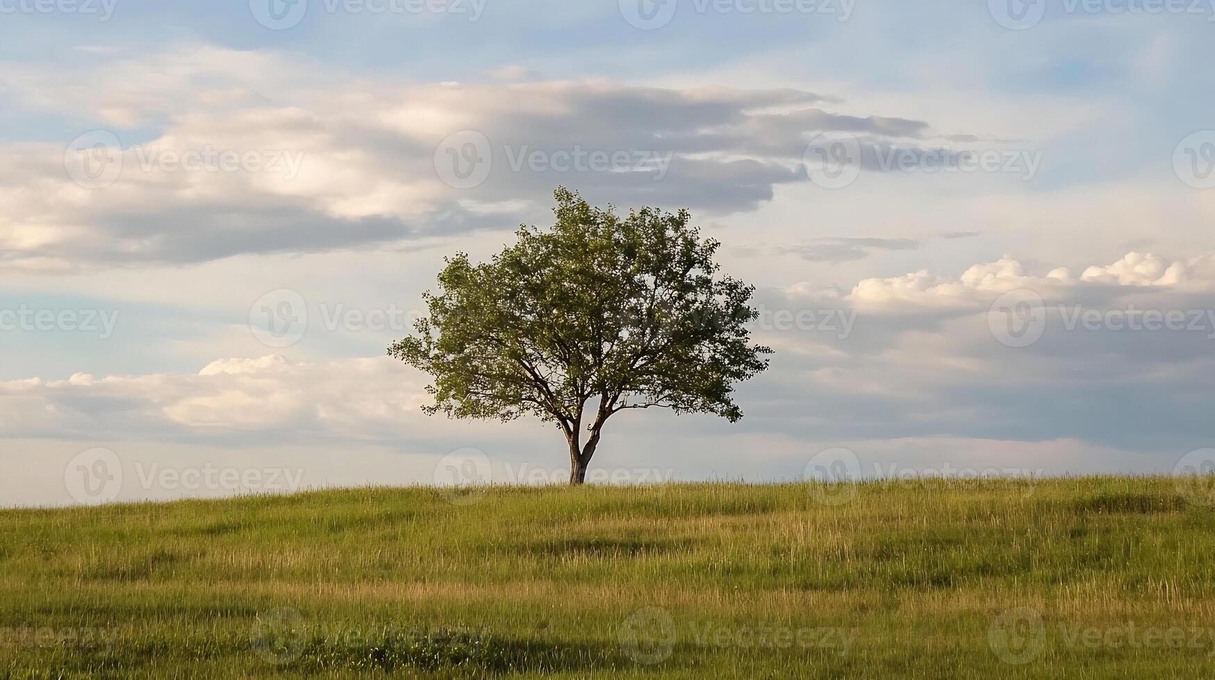 Lone Tree in Lush Field with Expansive Sky and Wispy Clouds Capturing Solitude and Serenity photo