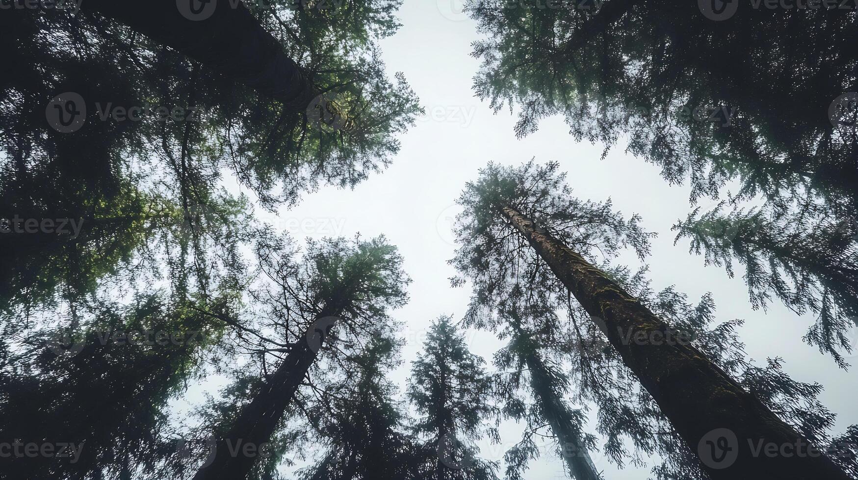 Majestic Tall Trees Reaching Skyward with Dramatic Weather and Moody Atmosphere photo