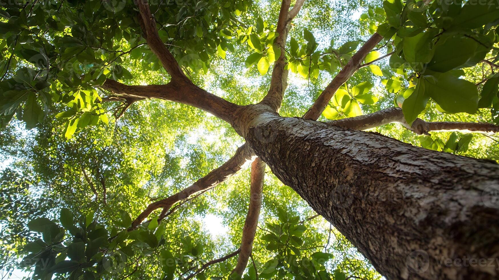 Majestic Forest Tree Viewed from Below Showing Sunlit Canopy photo