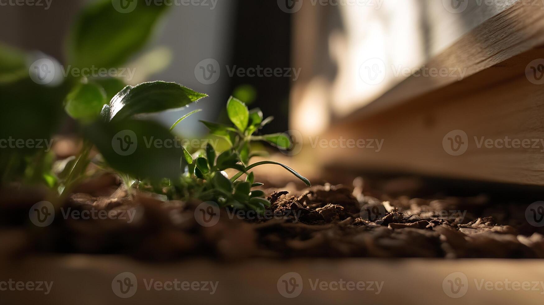 Close-up of green seedlings under sunlight with wooden background in springtime garden setting photo