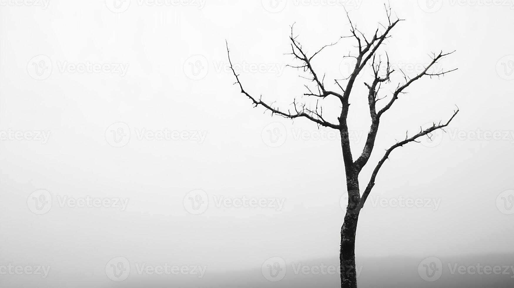 Lonely Bare Tree Silhouette Against a Misty Overcast Sky photo