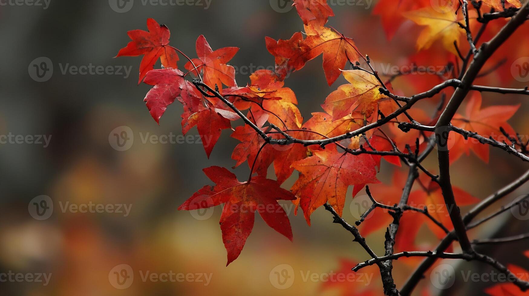 Close-up of Vibrant Red Maple Leaves on Branch with Autumnal Background photo