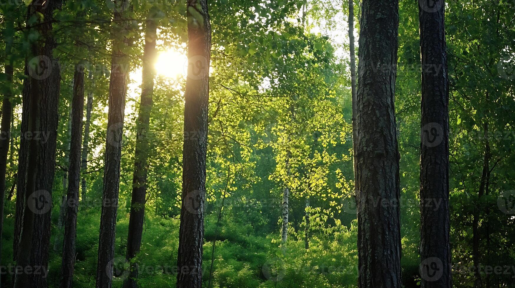 Sunlit forest scene with tall lush trees in serene green landscape nature peace and tranquility photo