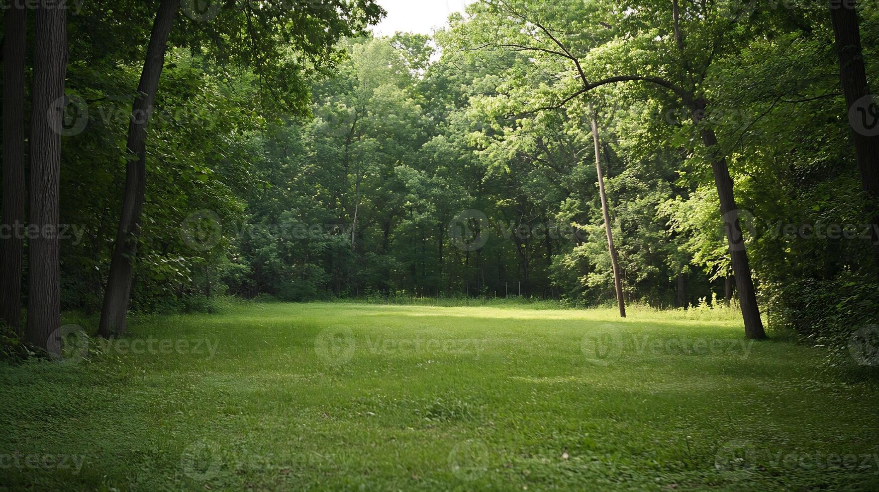 Tranquil Green Forest Meadow with Sunlight Filtering Through Trees in Summer photo