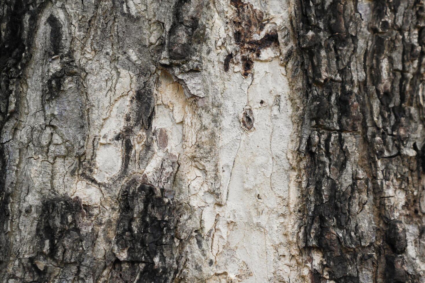 Old tree bark structure photo
