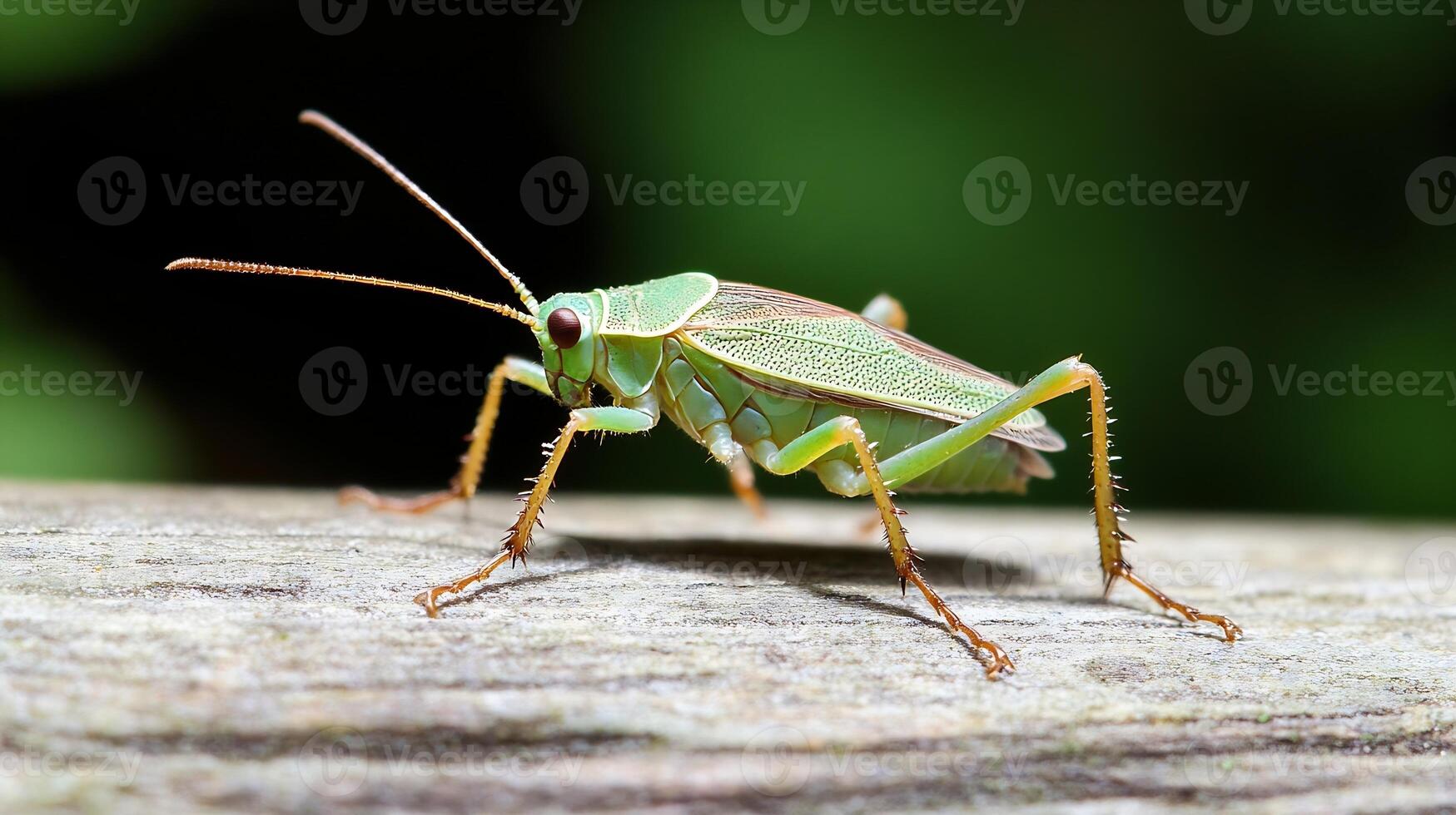 Closeup of a vibrant green grasshopper on a weathered wooden surface in a natural outdoor setting photo