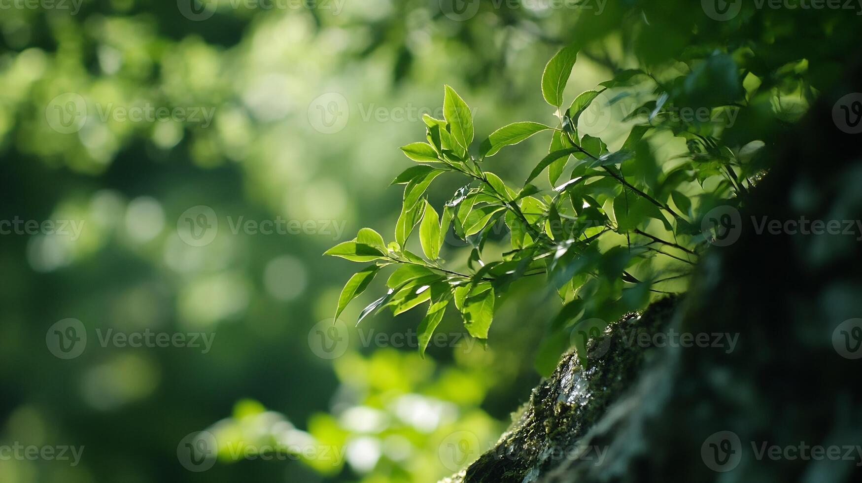 Lush Green Foliage with Sunlight Filtering Through Creating a Tranquil and Refreshing Forest Scene photo
