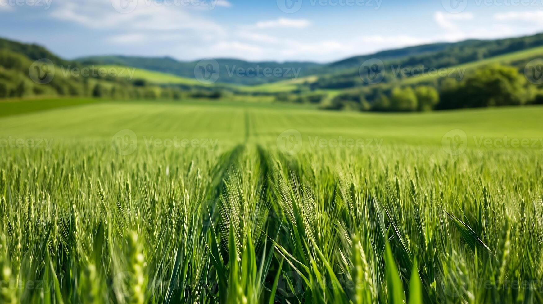Vast Green Wheat Field under a Clear Blue Sky Perfect for Agricultural and Natural Landscape Photography photo