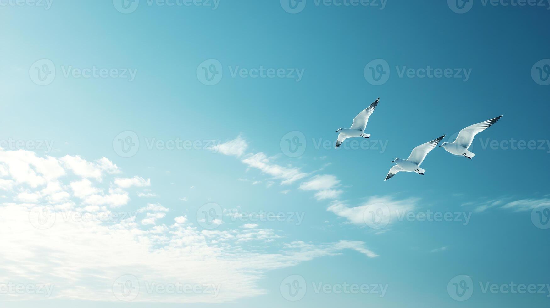 Majestic Seagulls Soaring in the Clear Blue Sky with Fluffy Clouds Below photo