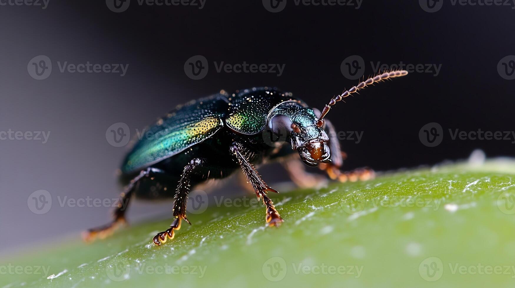 Shiny Metallic Green Beetle on Leaf with Black Background in Detailed Macro View photo