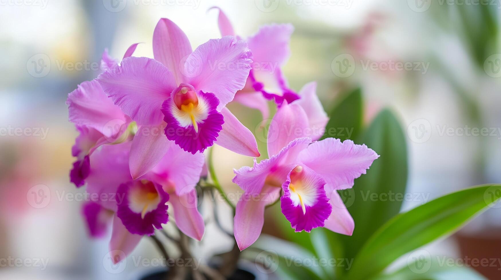 Vibrant pink orchids in full bloom with lush green leaves and soft background lighting photo