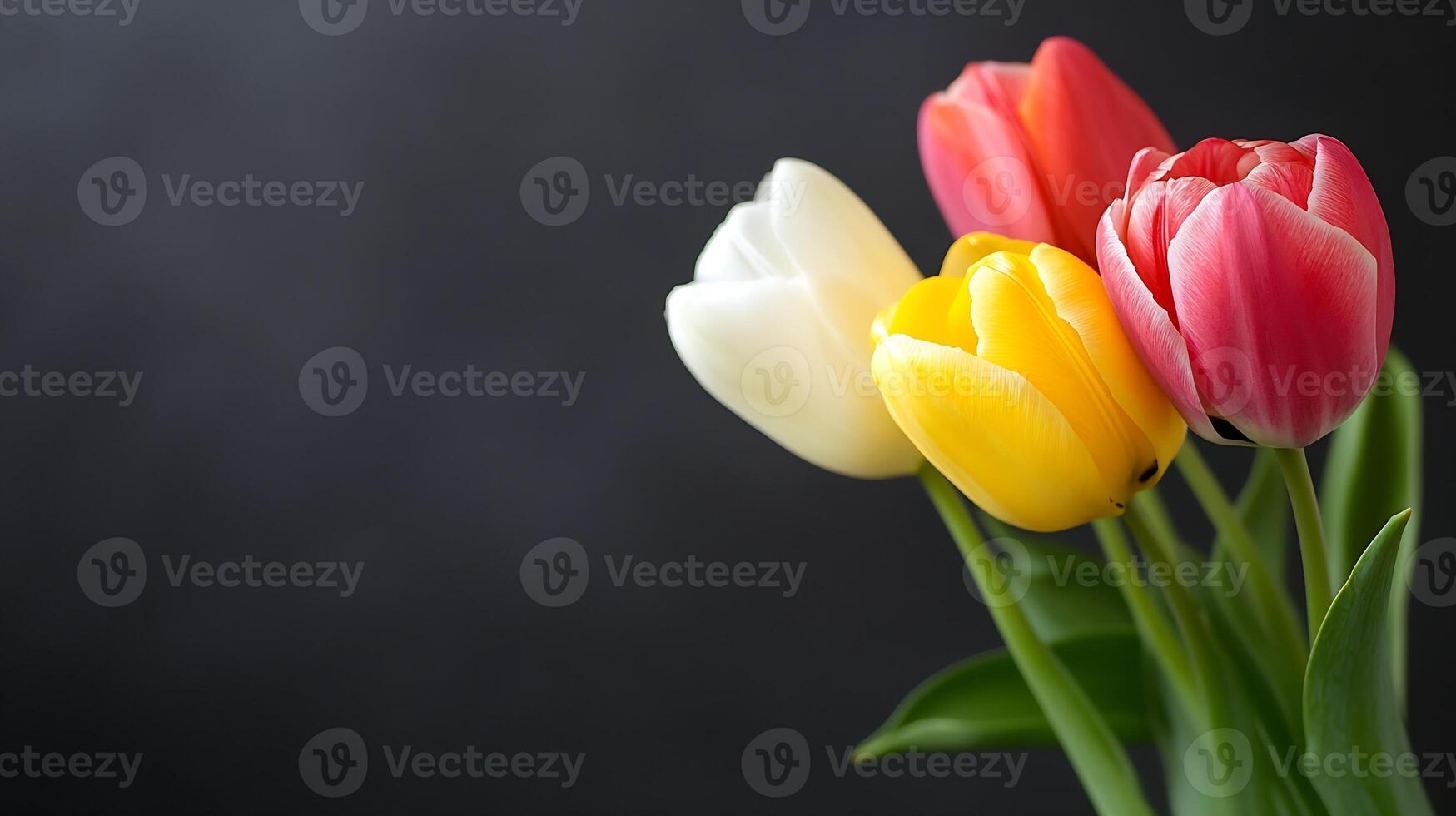 Vibrant Multicolored Tulip Blooms on a Dark Background photo