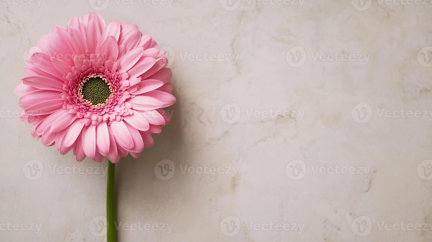 Pink Gerbera Daisy on Textured Background Symbolizing Simplicity and Beauty photo