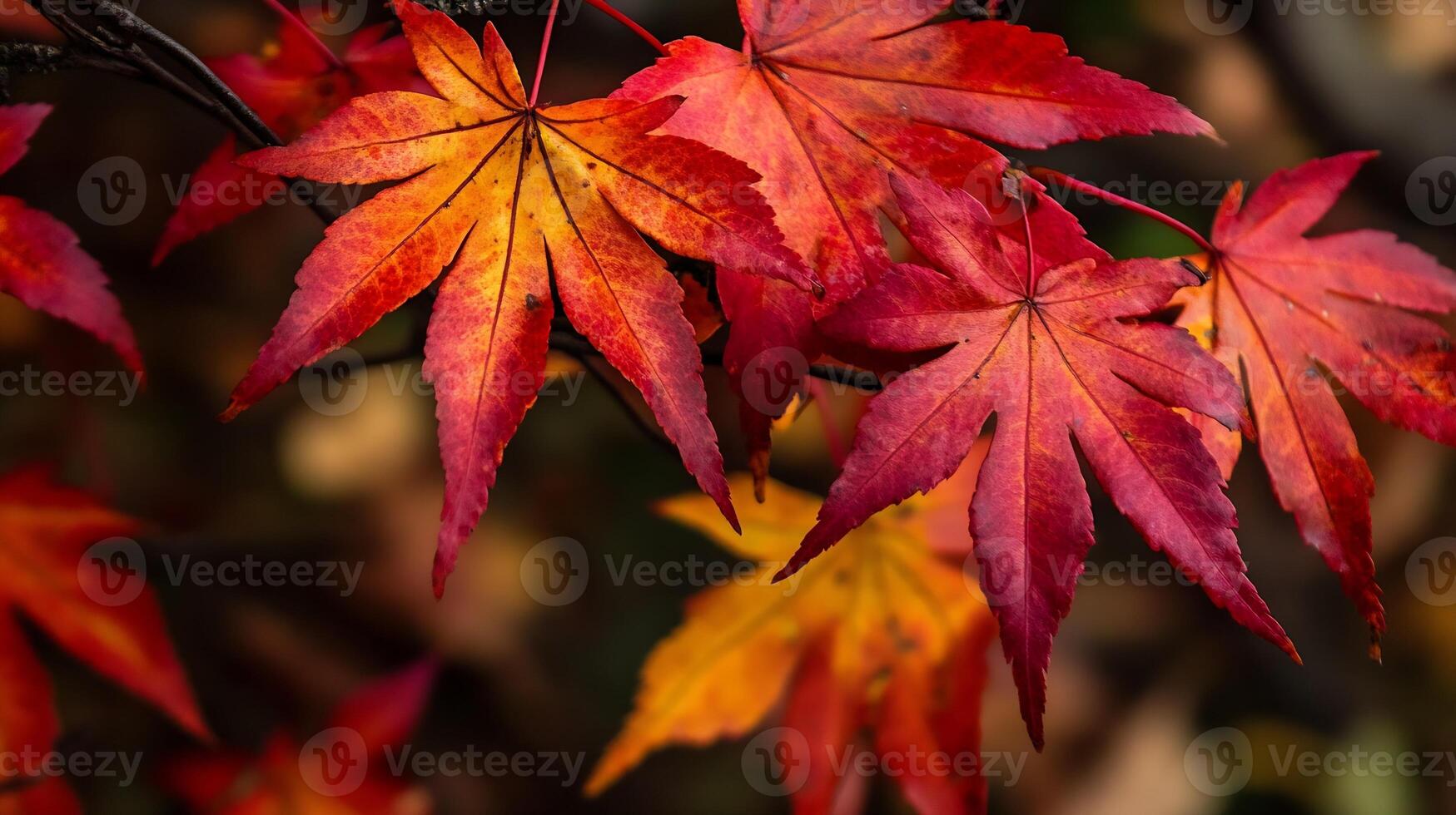 Cluster of Fiery Red Autumn Maple Leaves on a Branch in Vibrant Seasonal Transformation photo