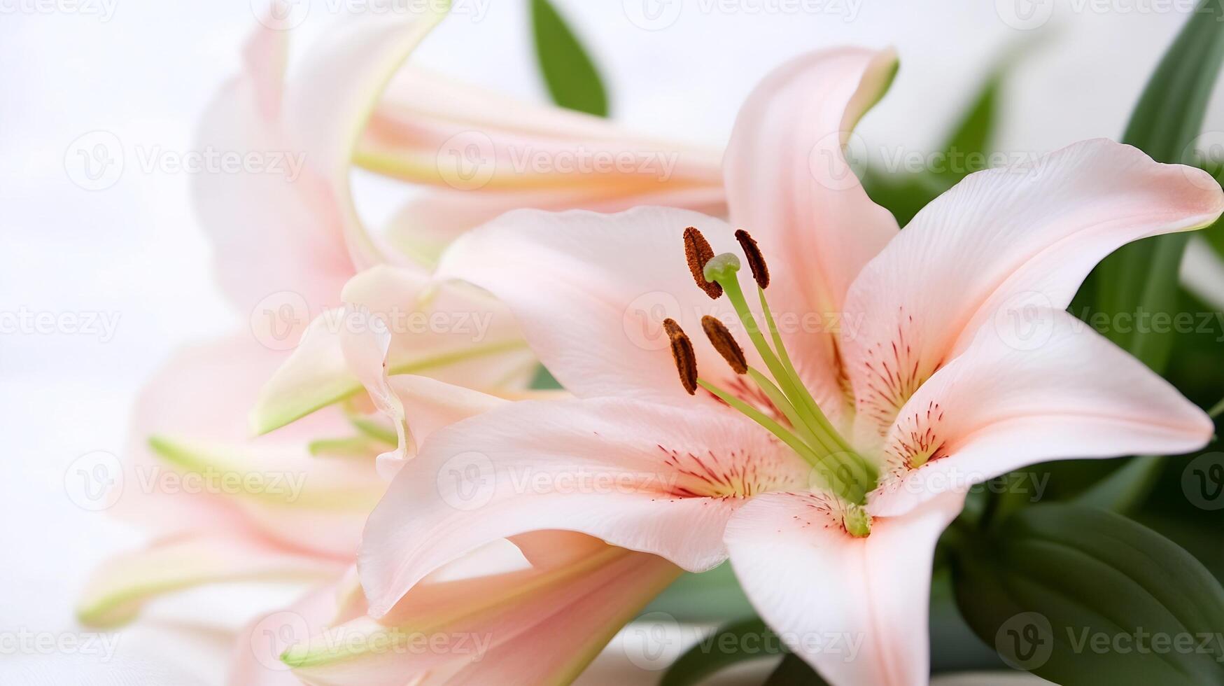 Graceful Pink Lilies with Soft Green Leaves in Gentle Illumination photo