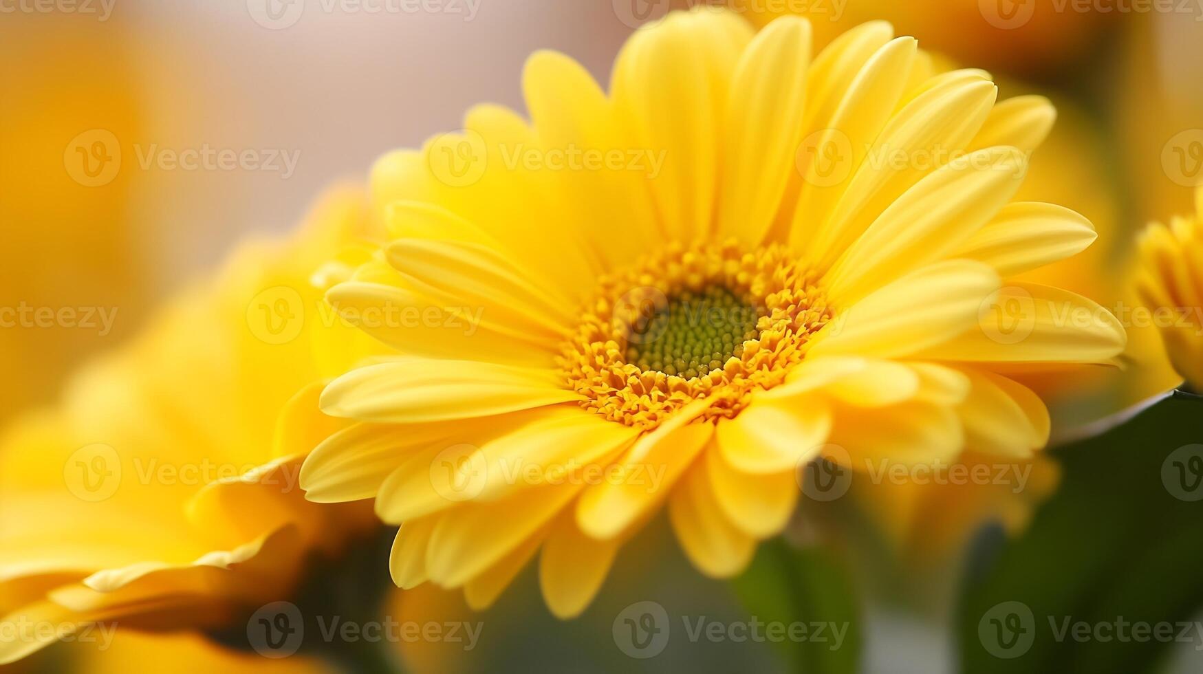 Vibrant Yellow Gerbera Daisy Flowers with Soft Focus and Colorful Background photo