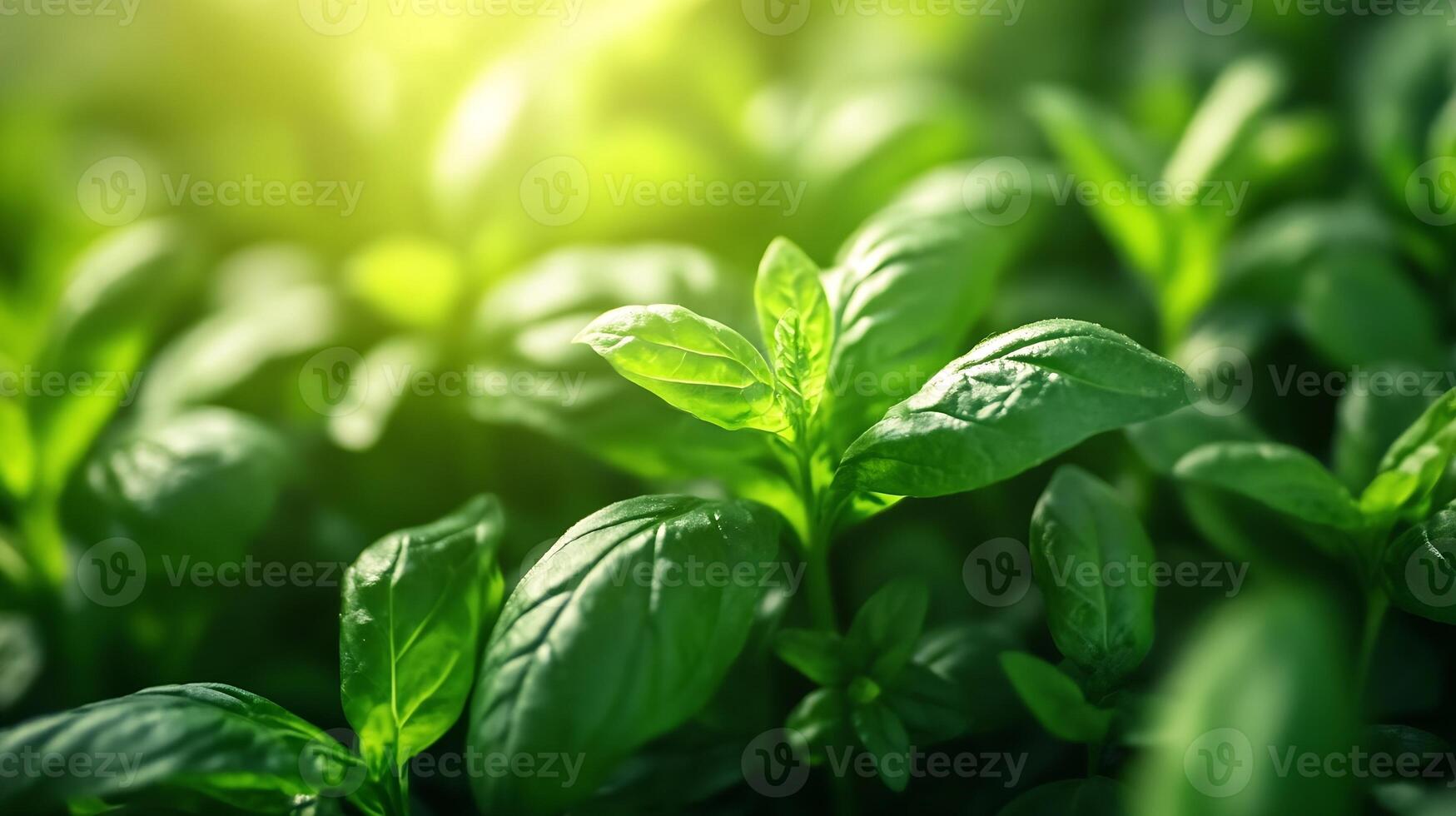 Close-up of fresh basil leaves in sunlight for culinary and herbal use photo