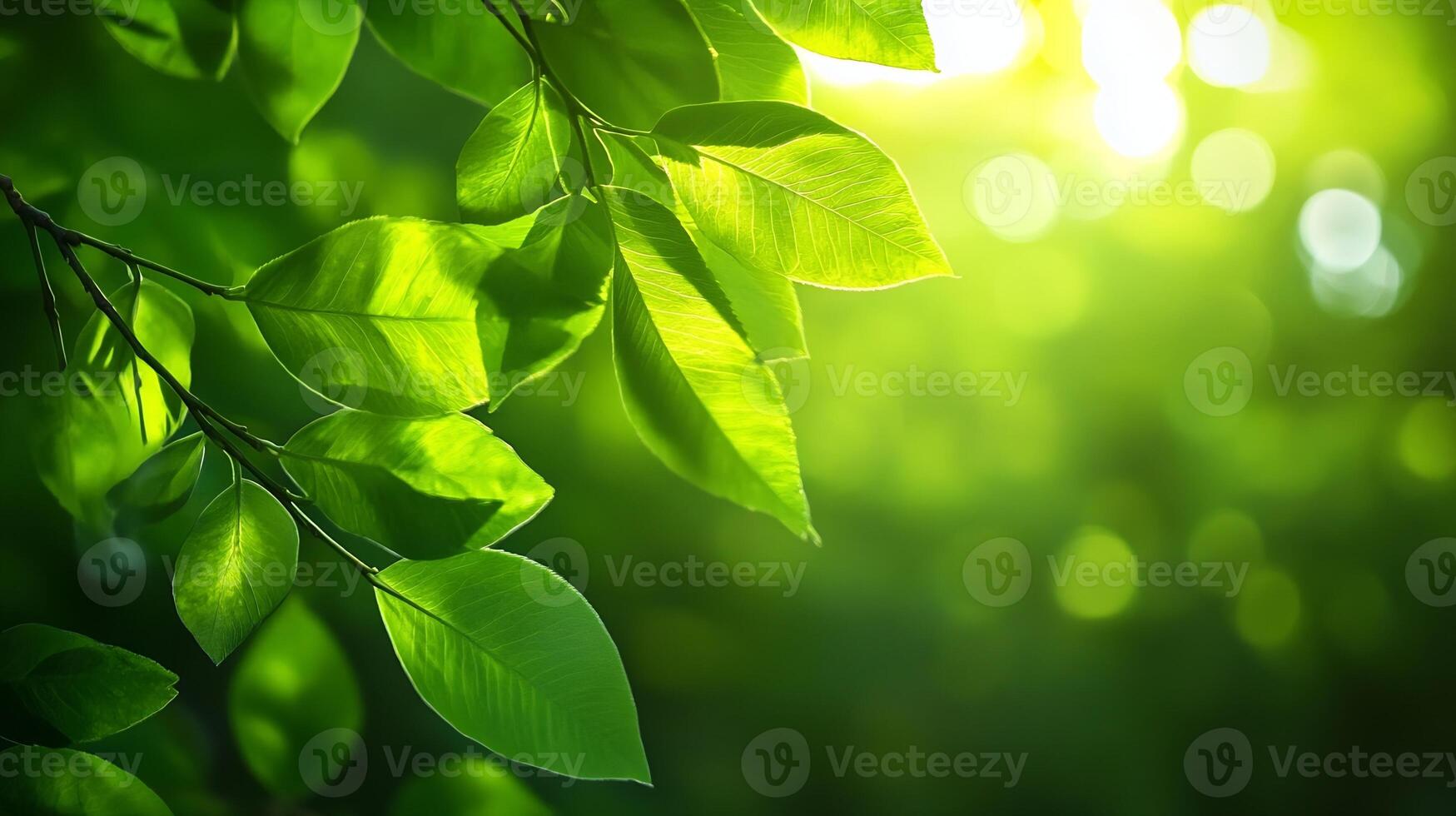 Sunlit Green Leaves with Soft Focus Background Creating a Tranquil Nature Scene photo