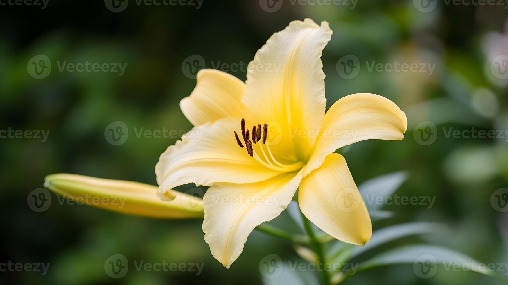 Beautiful yellow lily blossom in full bloom with lush greenery background photo