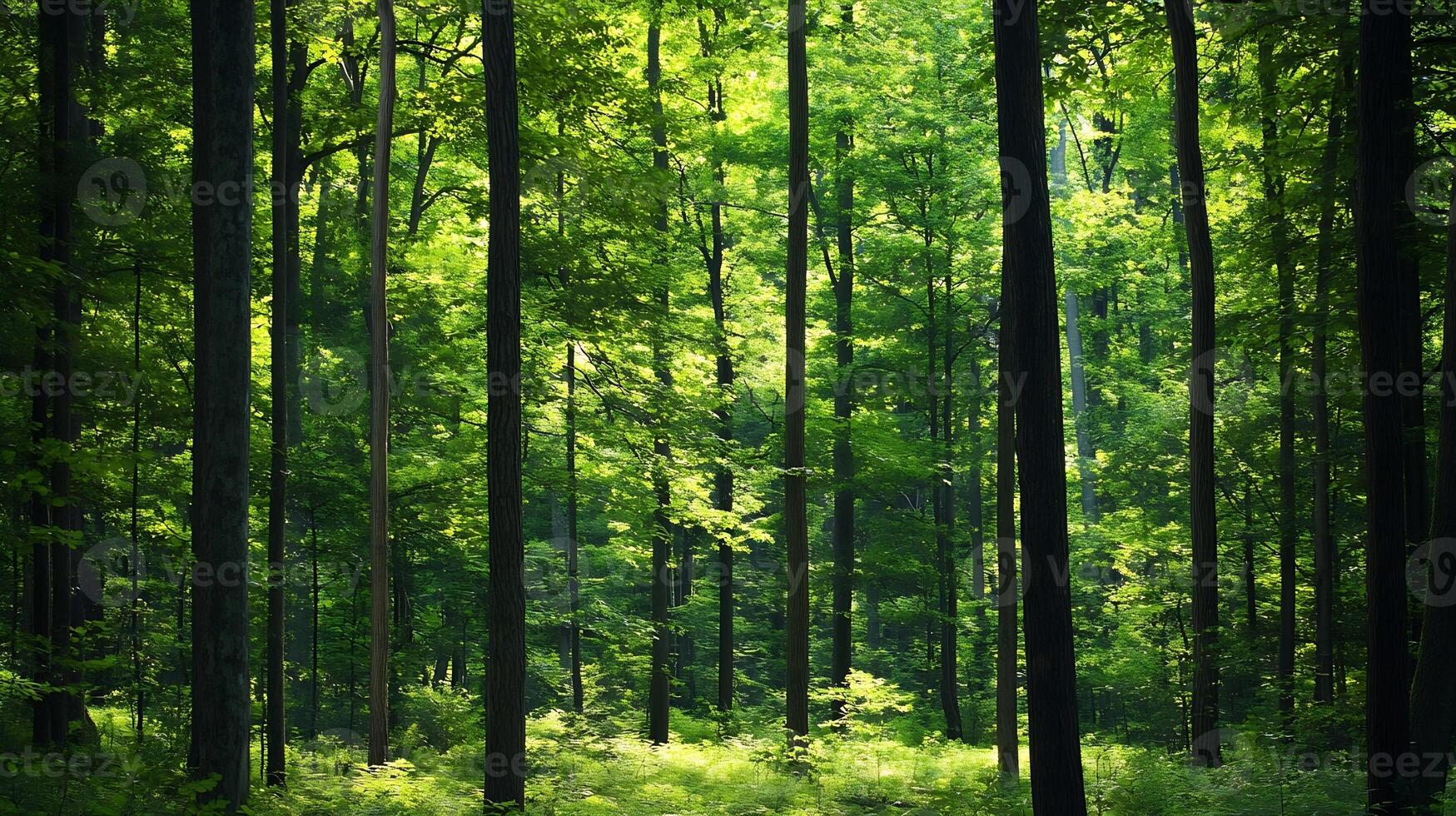 Peaceful Dense Green Forest with Lush Foliage in Sunlit Serenity photo