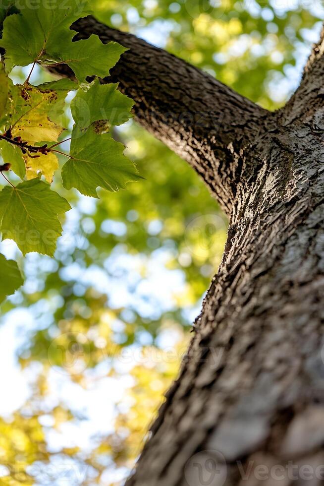 Looking up from base of tree showcasing textured bark and green leaves basking in sunlight photo