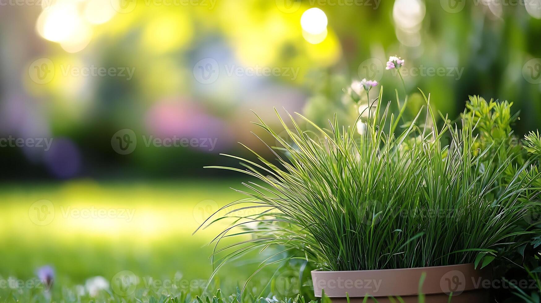 Lush Green Potted Plant Display in a Sunlit Garden Setting with Soft Bokeh Background photo