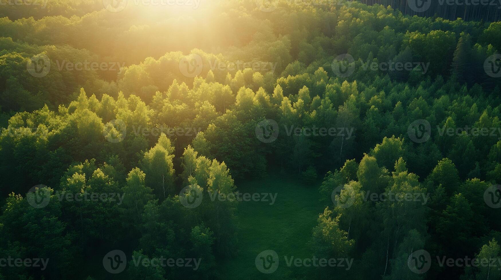 Aerial view of lush green forest with sunlight streaming through the trees photo