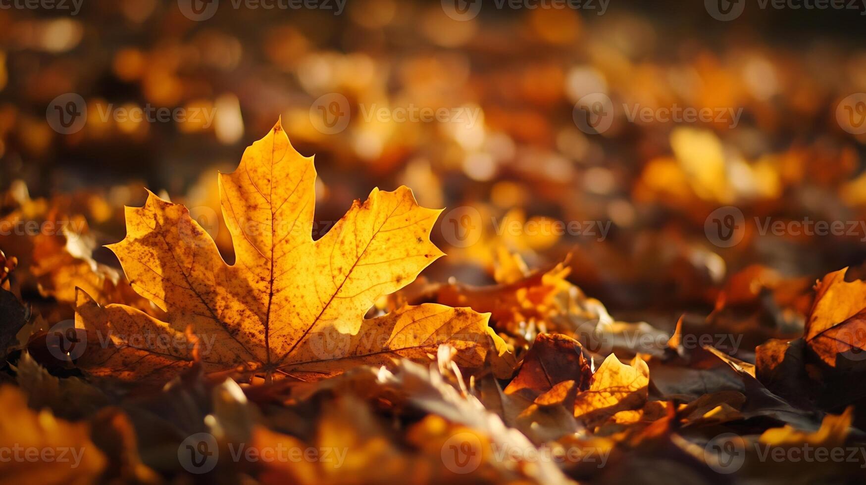 Closeup of Maple Leaf in Vibrant Autumn Colors with Blurred Fall Background photo