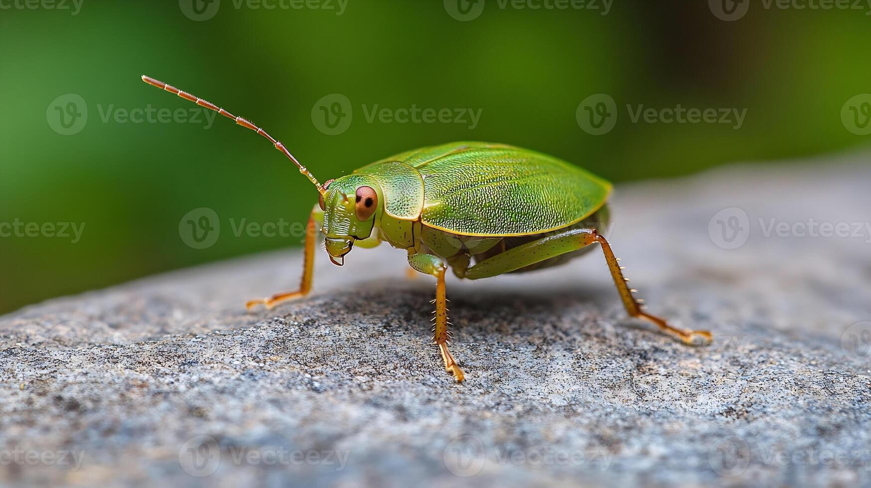 Close-up of Vibrant Green Shield Bug on Rock in Natural Setting photo
