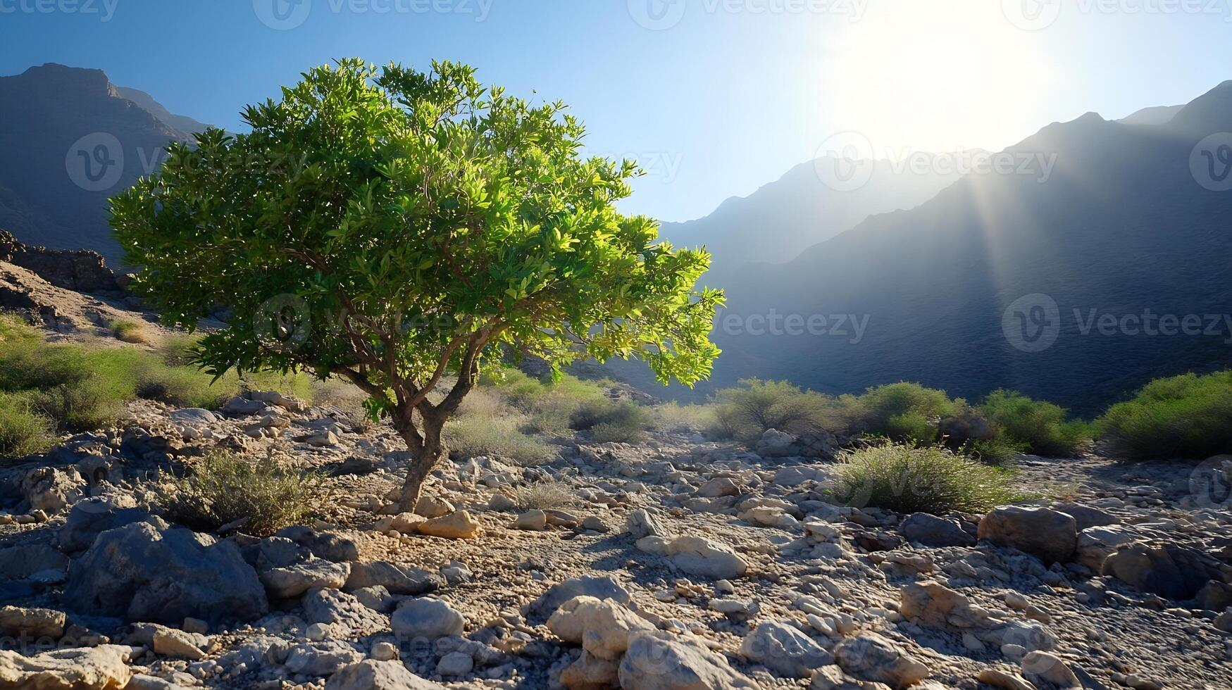 Solitary Tree in Sunlit Rocky Desert Landscape with Distant Mountain Range photo